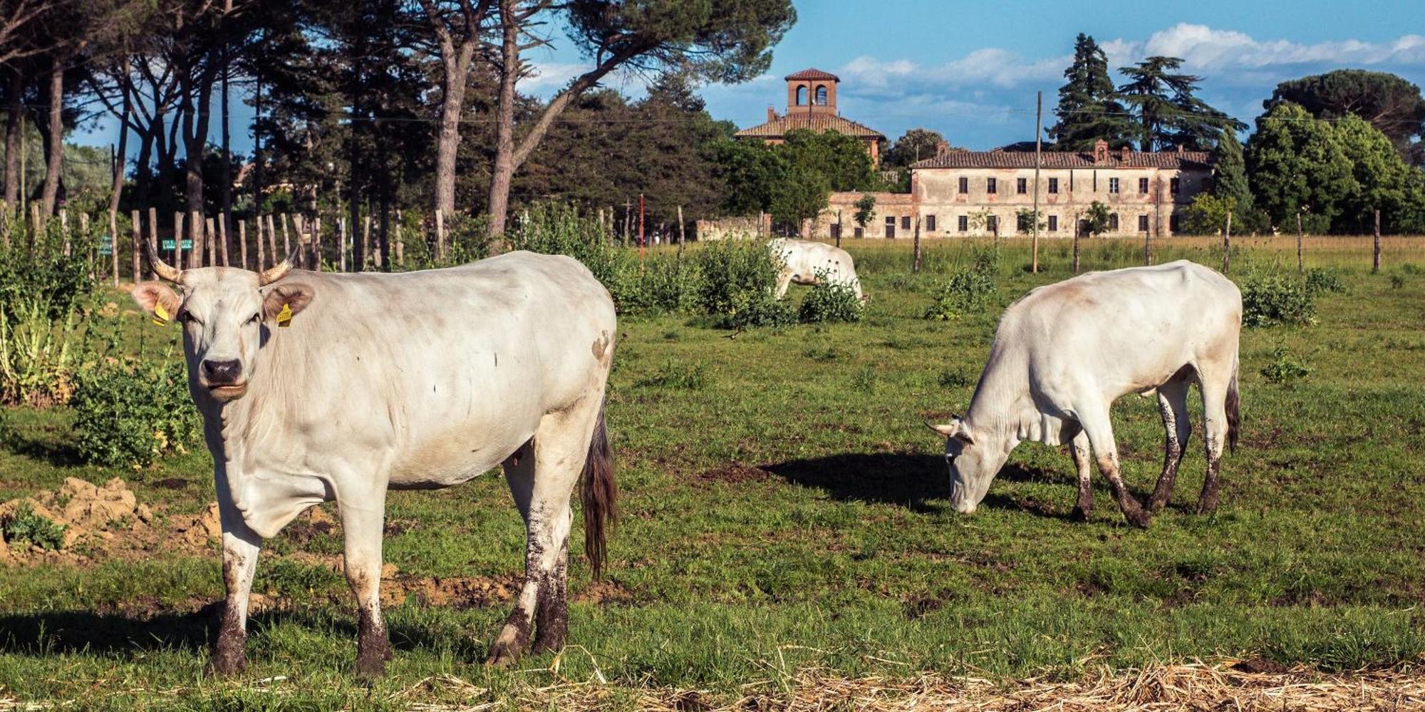 Tenuta La Fratta Sinalunga Buitenkant foto